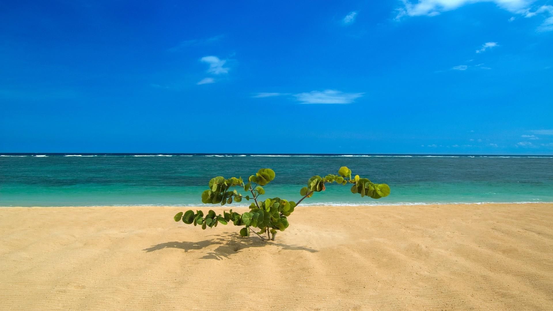 Spiaggia tropicale con giovane palma, 1920x1080 Full HD, Desktop