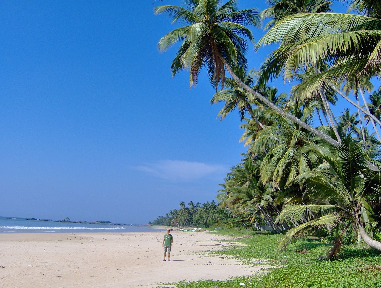 Spiaggia tropicale con palme, 1546x1172 720p, Laptop