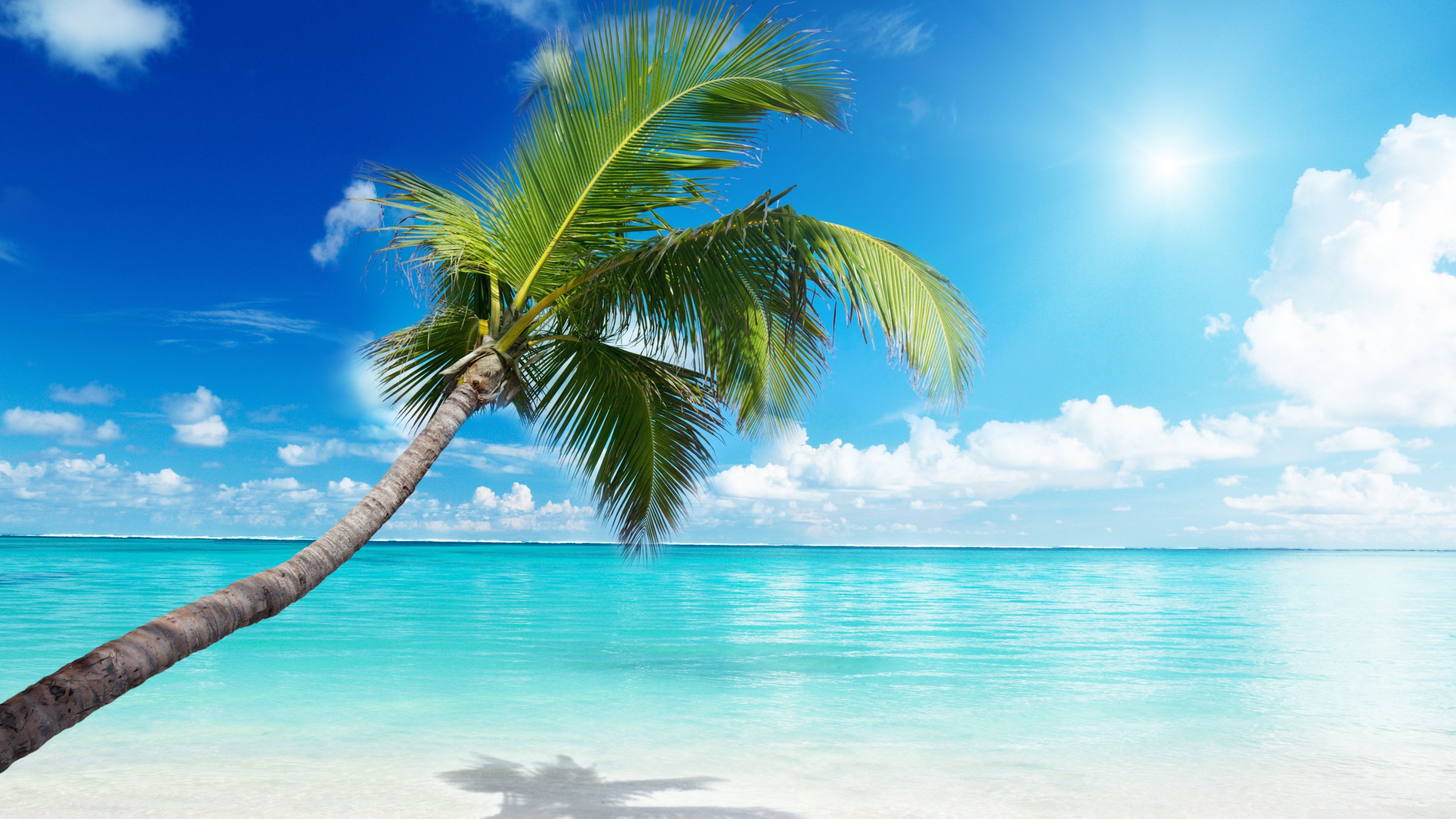Palma spiaggia tropicale mare turchese, 3840x2160 4K Ultra HD, Monitor 4K