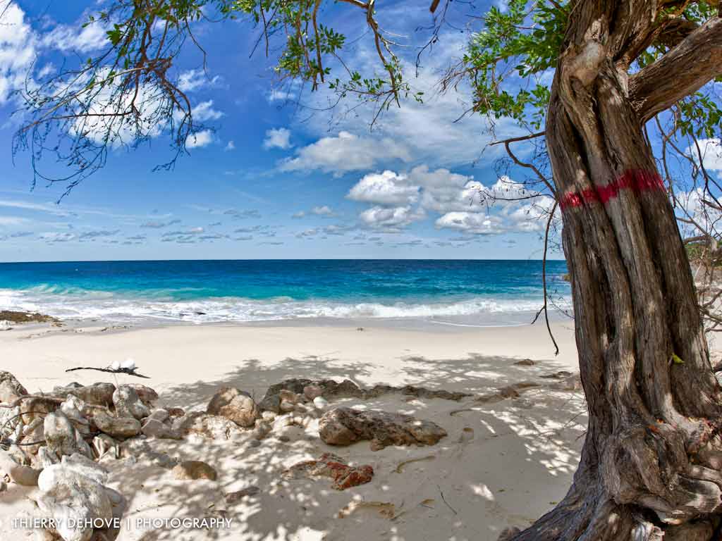 Spiaggia tropicale con albero, 1024x768 HD, Desktop