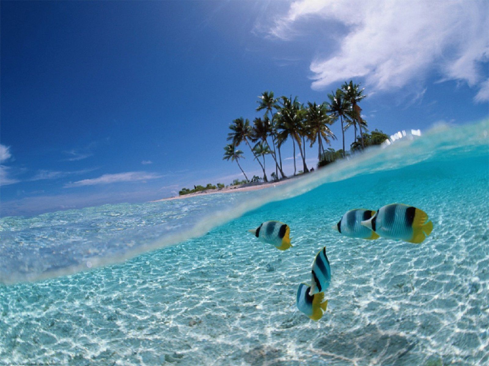 Spiaggia tropicale sott'acqua con pesci, 1600x1200 HD Ready, PC
