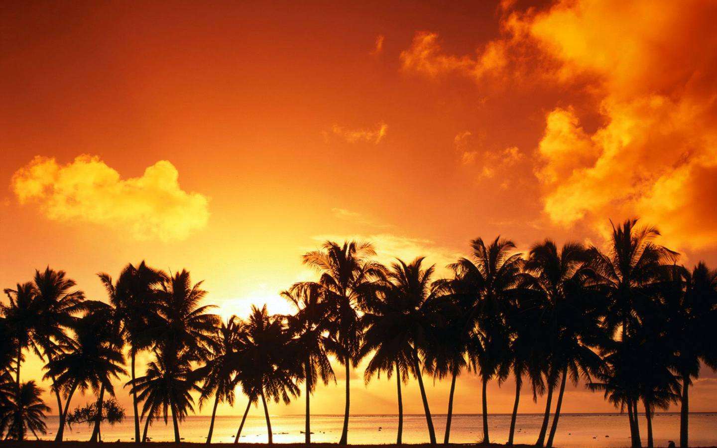 Palme silhouette al tramonto, 1440x900 HD, MacBook Air