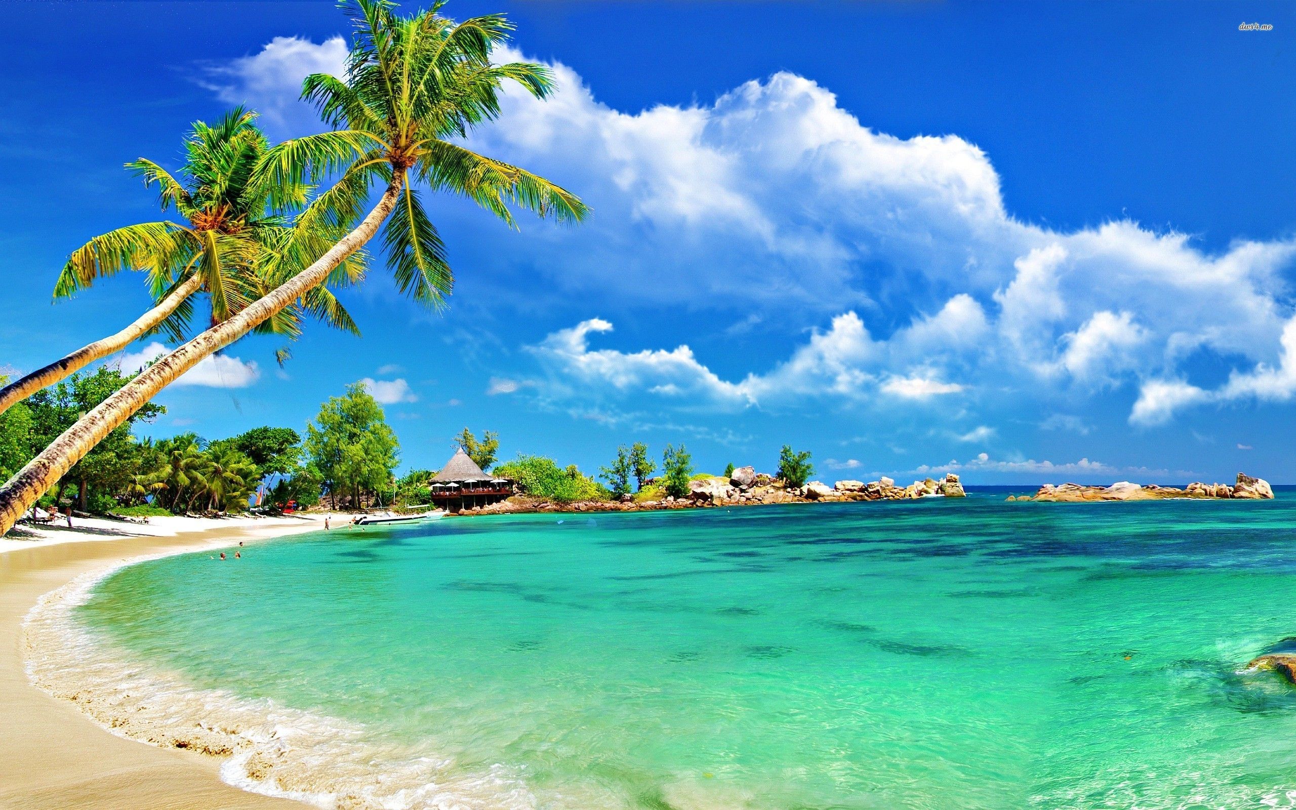 Spiaggia tropicale con palme, 2560x1600 2K+, Laptop
