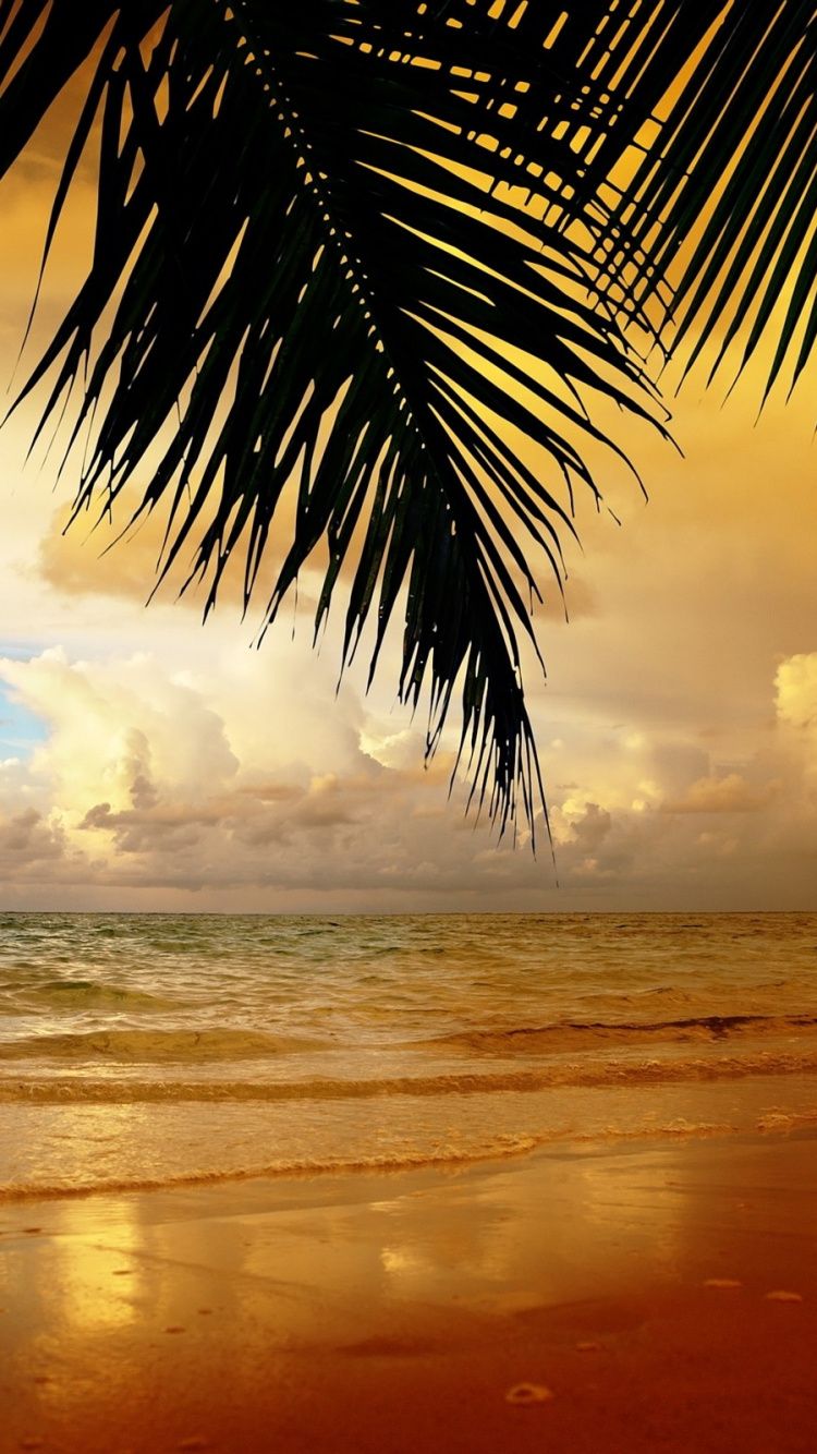 Spiaggia tropicale con palma controluce, 720x1280 Full HD Verticale, Smartphone