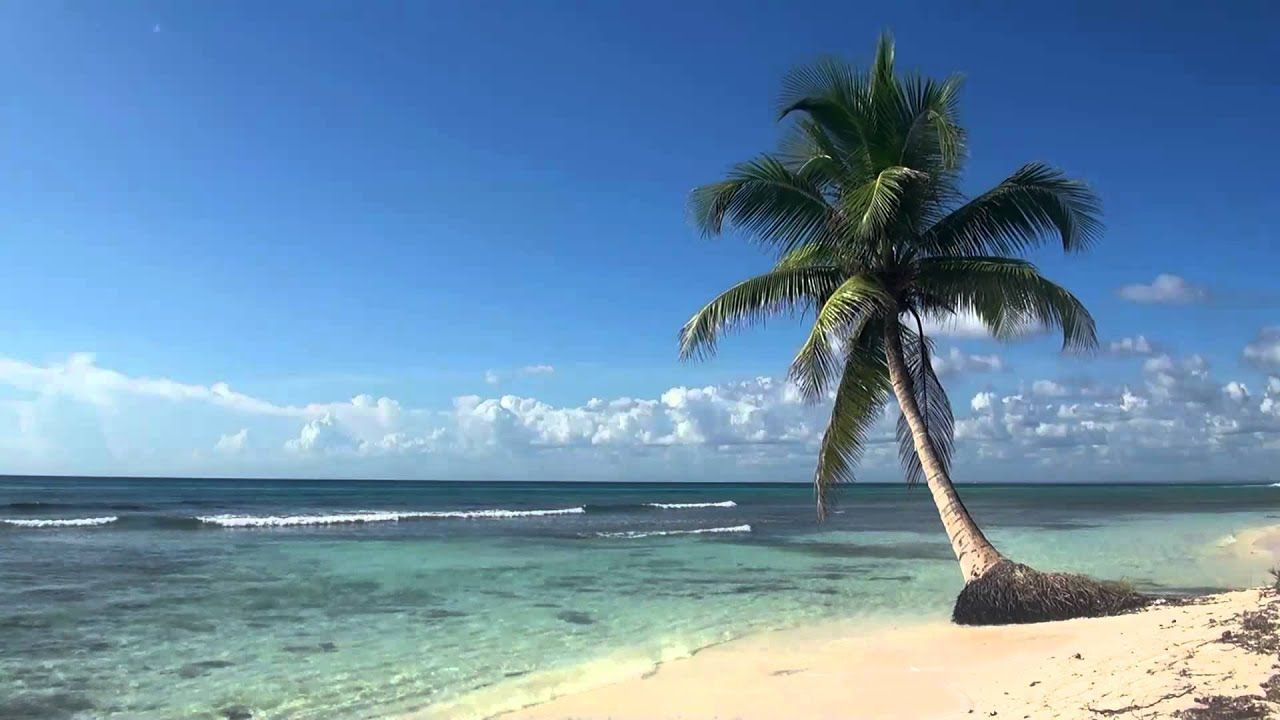 Palma spiaggia tropicale oceano, 1280x720 720p, PC