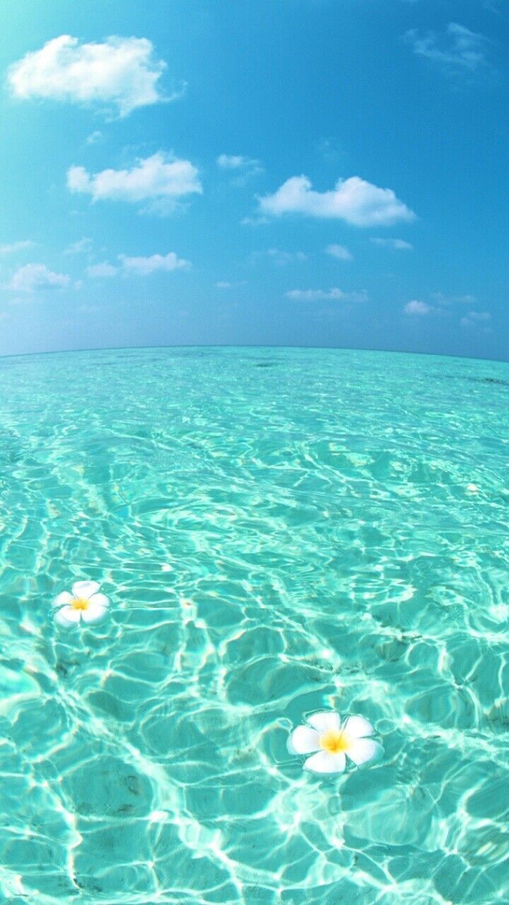 Fiori bianchi su mare turchese, 720x1280 Verticale, Telefono