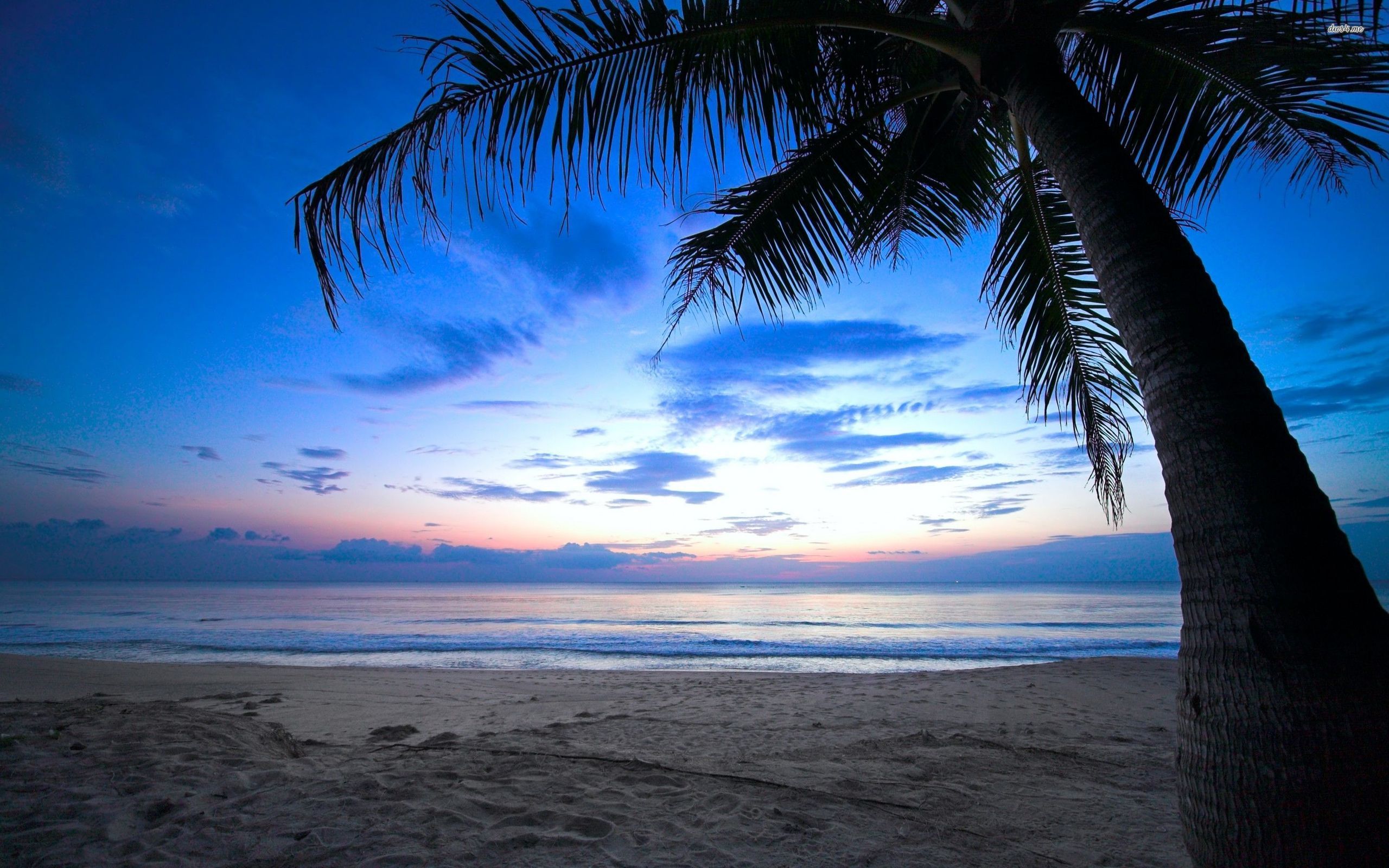 Spiaggia con palma al tramonto, 2560x1600 WQXGA, MacBook Pro