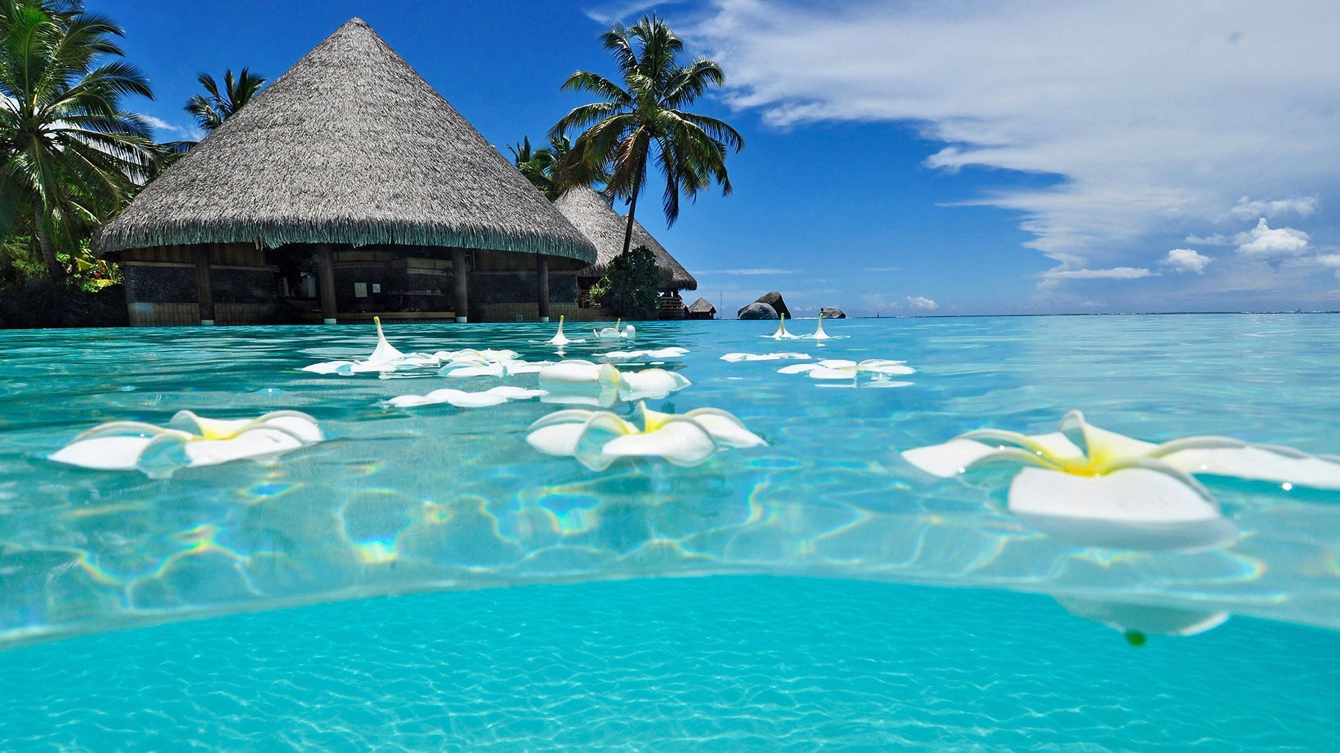 Spiaggia tropicale con fiori, 1920x1080 Full HD 1080p, Desktop