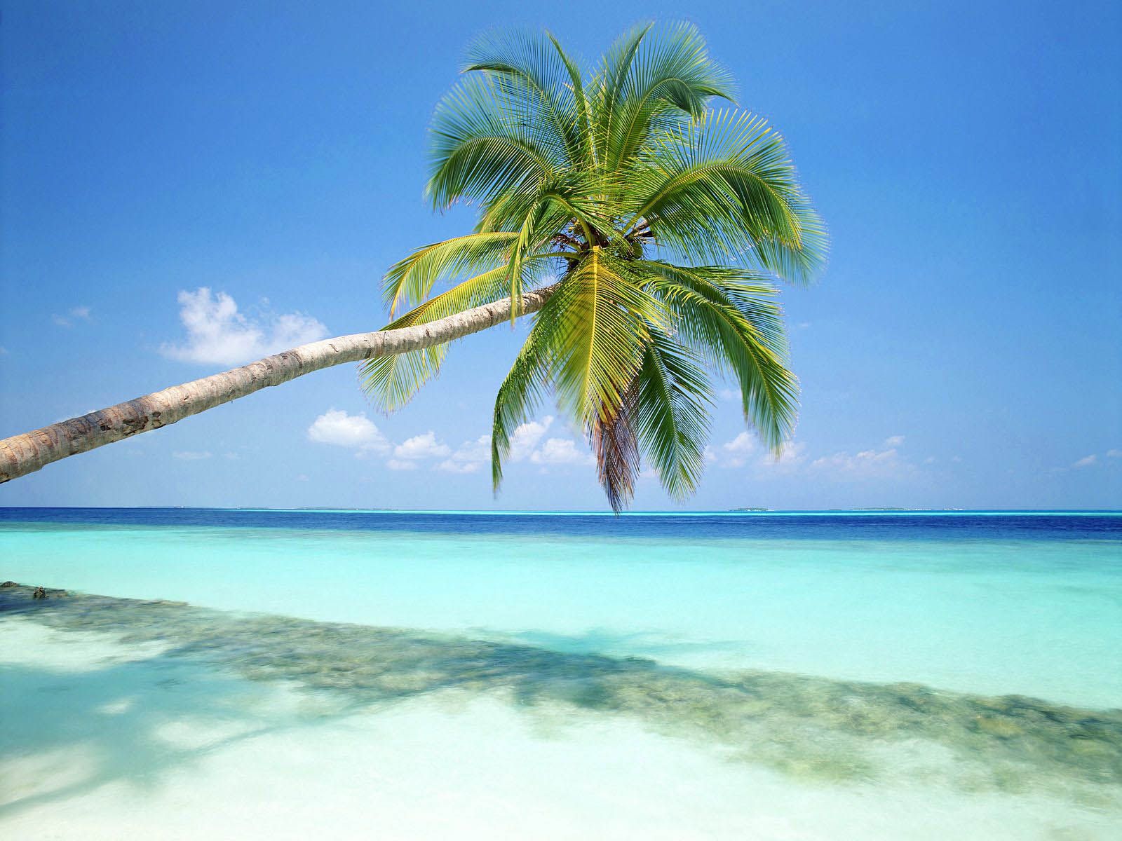 Palma su spiaggia tropicale, 1600x1200 HD Ready, Desktop