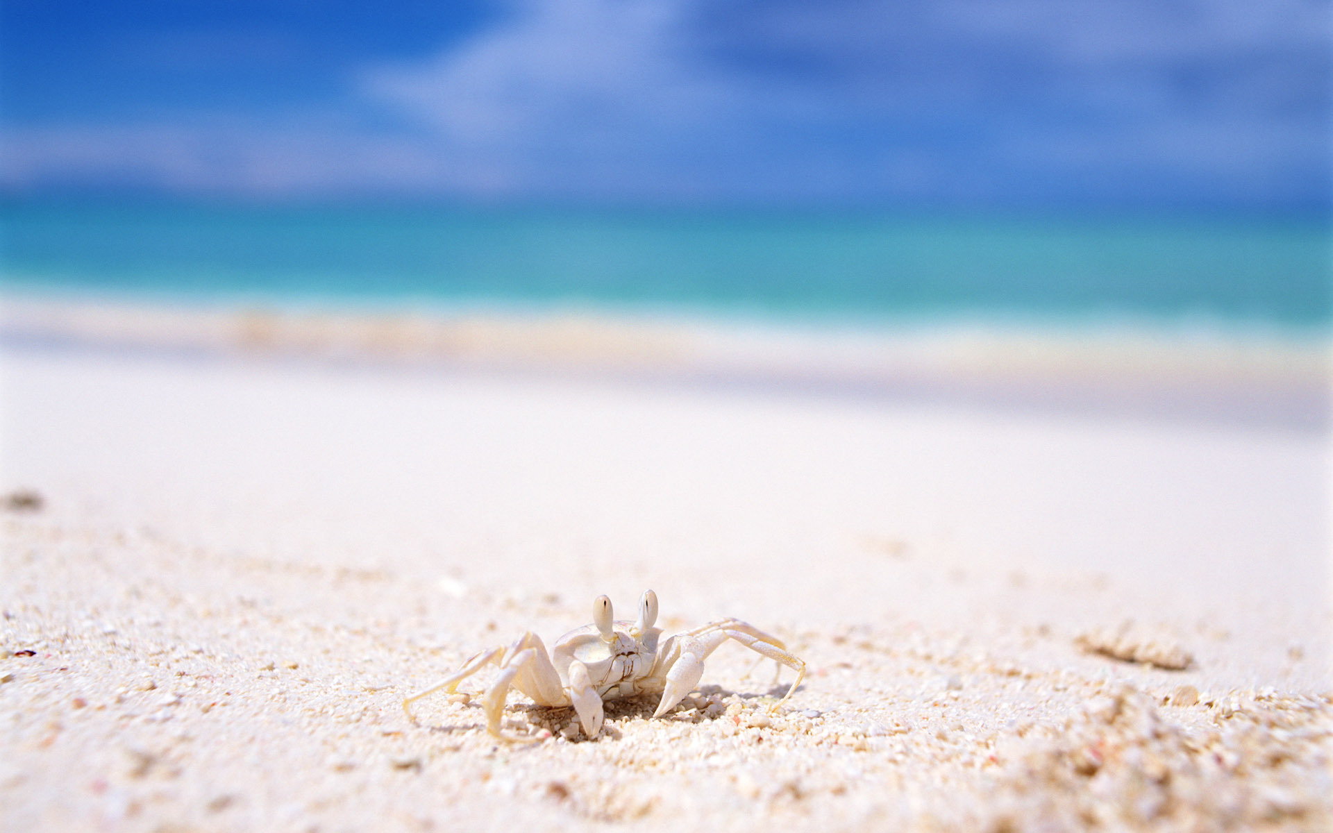 Granchio bianco su spiaggia, 1920x1200 Full HD+ WUXGA, iMac