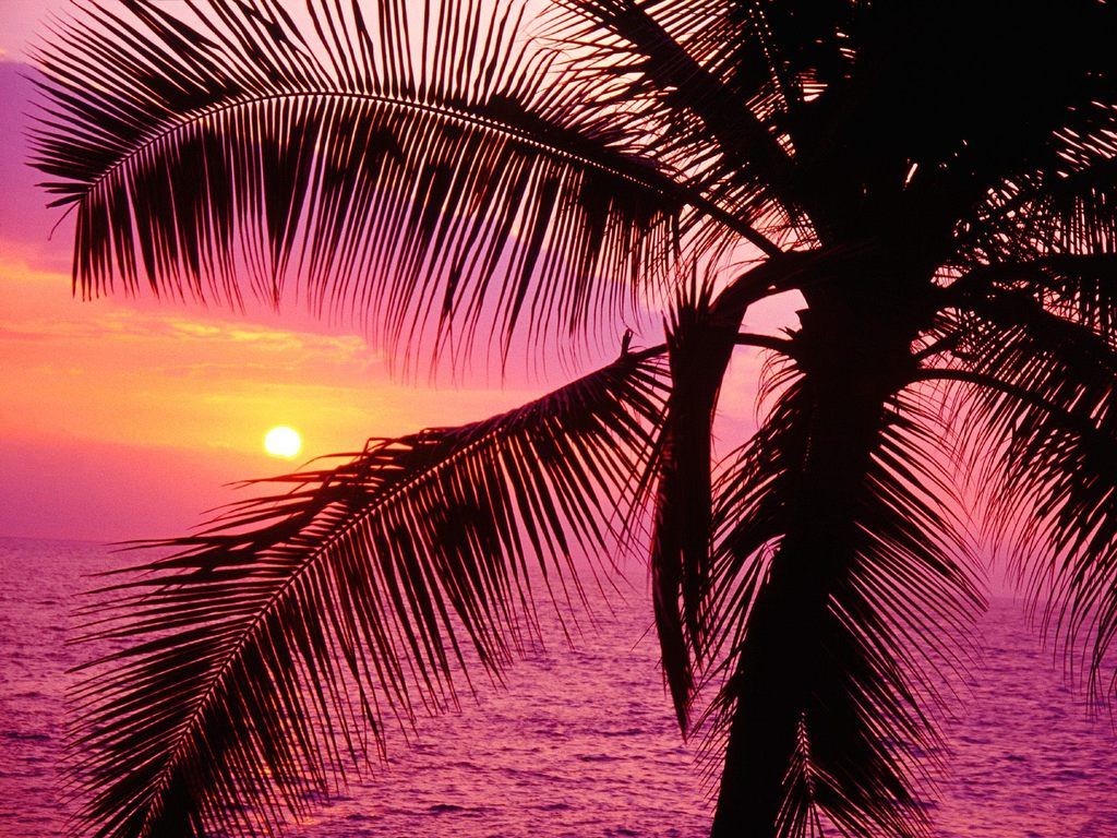 Palma tramonto spiaggia mare, 1024x768 HD, Desktop