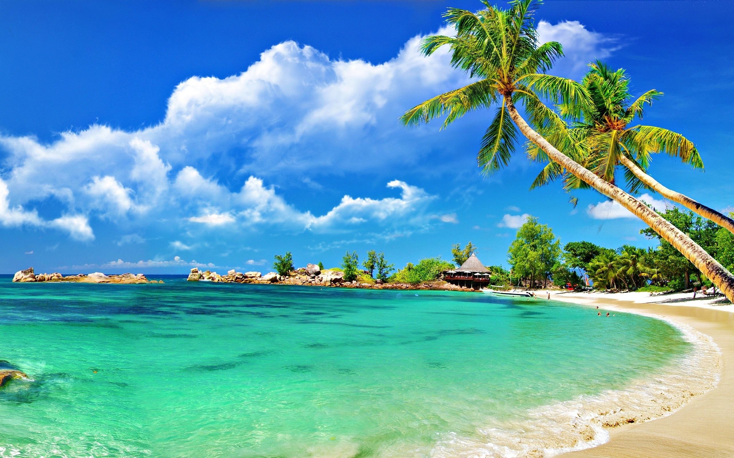 Spiaggia tropicale con palme, 2560x1600 2K+, PC