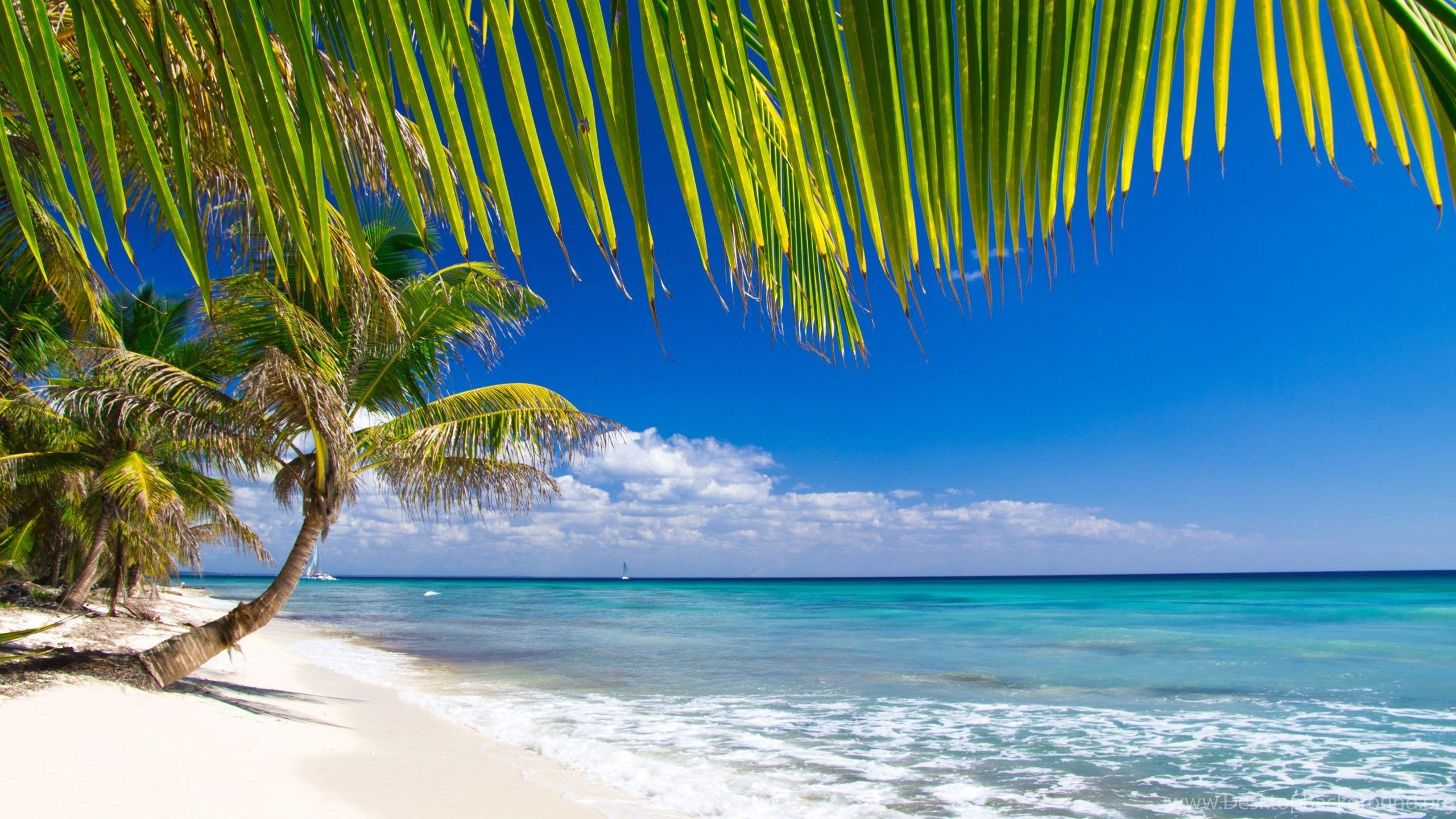 Spiaggia caraibica con palme, 2560x1440 1440p, Desktop