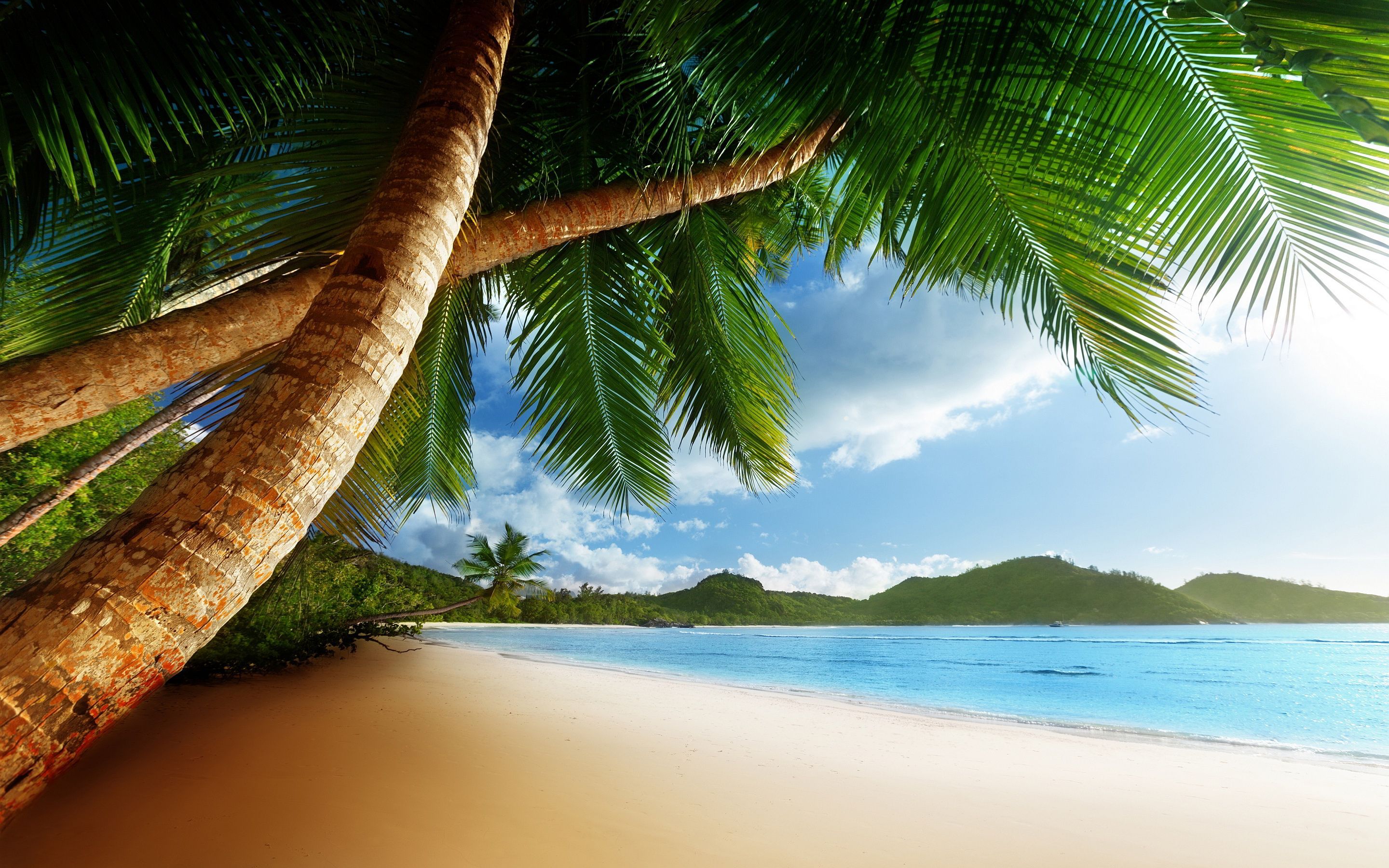 Spiaggia tropicale con palme, 2880x1800 WQXGA, Monitor Gaming
