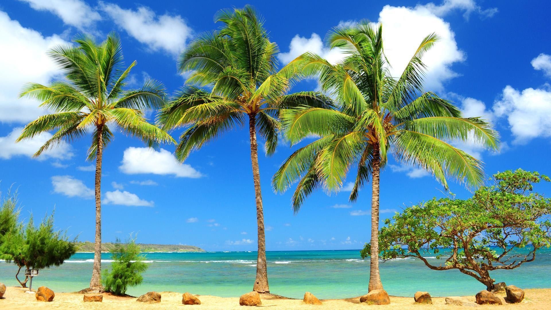 Palme su spiaggia caraibica, 1920x1080 1080p, PC Desktop