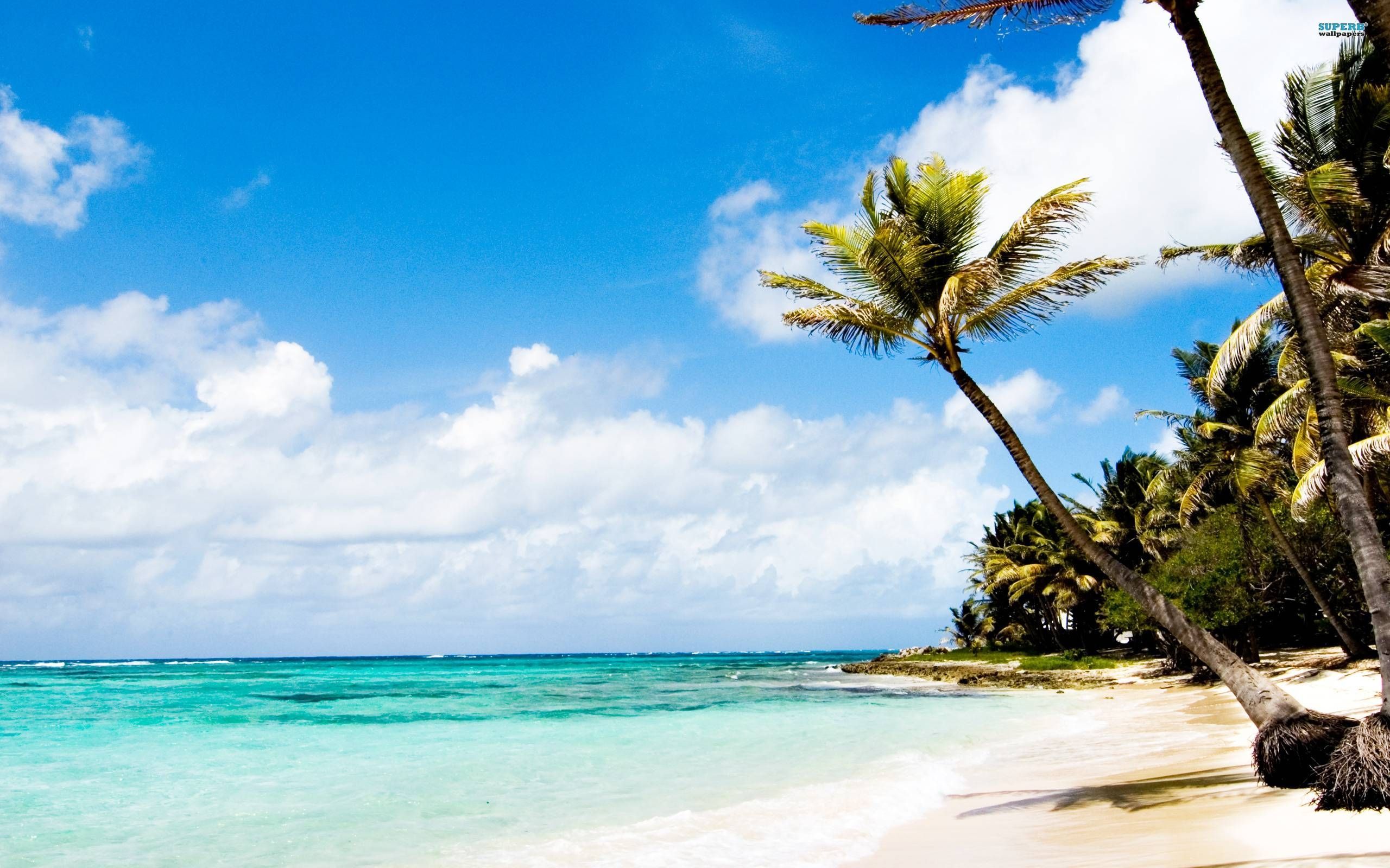 Spiaggia tropicale con palme, 2560x1600 2K, PC