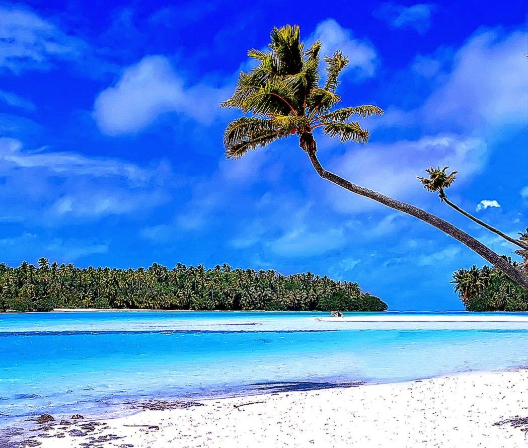 Palma inclinata su spiaggia tropicale, 1049x890 HD, PC