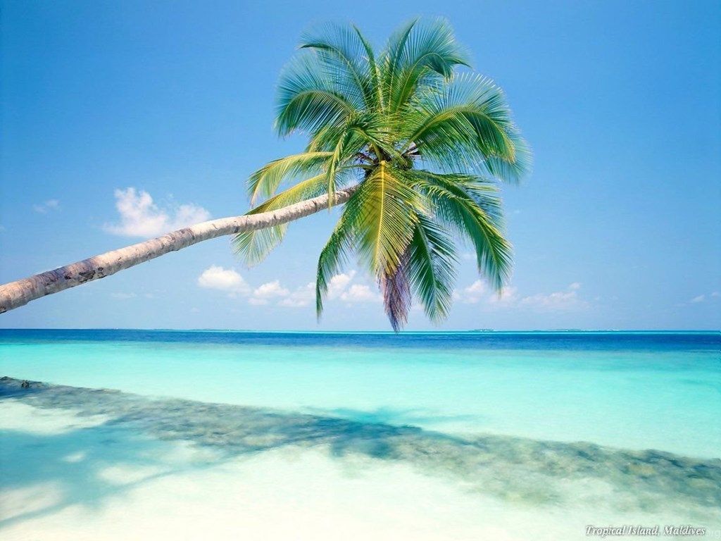 Palma su spiaggia caraibica, 1024x768 HD, Monitor Gaming
