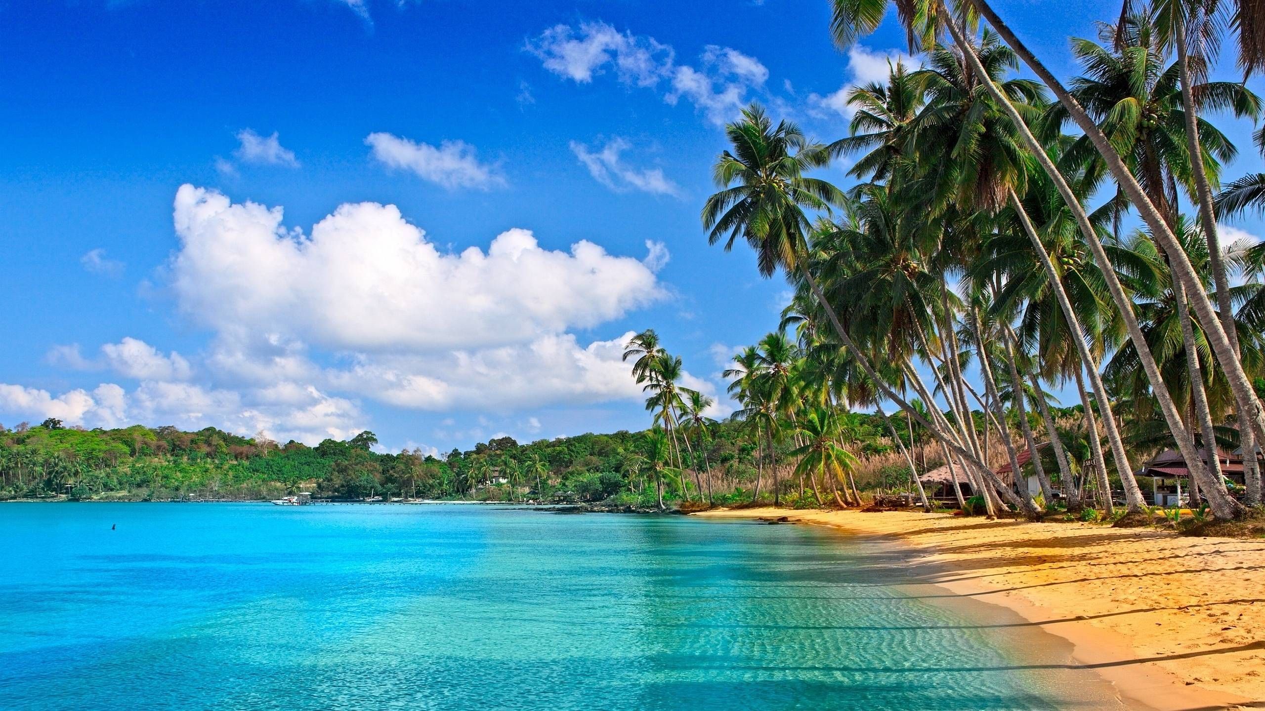 Spiaggia tropicale con palme, 2560x1440 1440p, Desktop