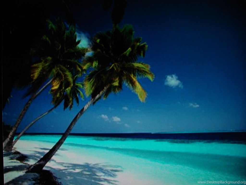 Palme su spiaggia tropicale, 1024x768 HD, PC