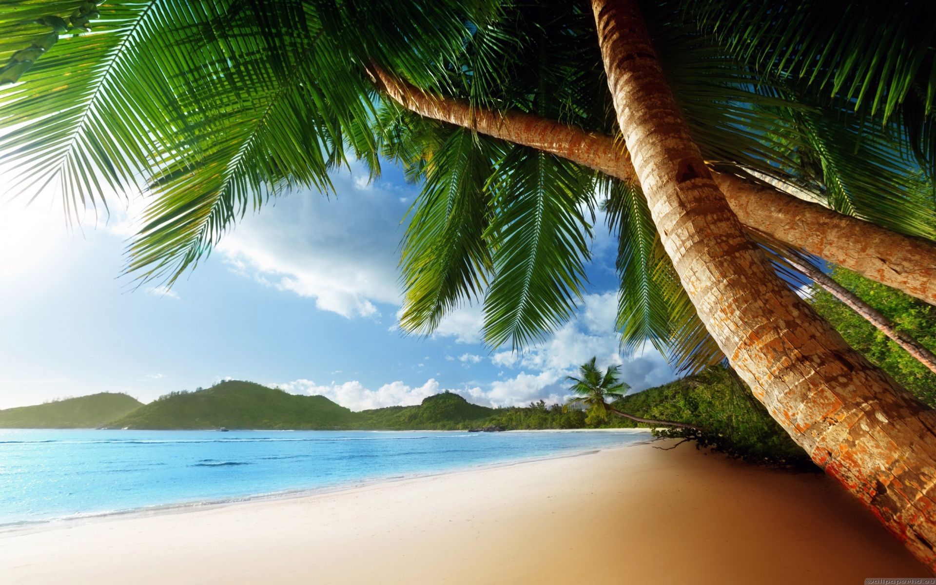Spiaggia tropicale con palme, 1920x1200 WUXGA, Desktop
