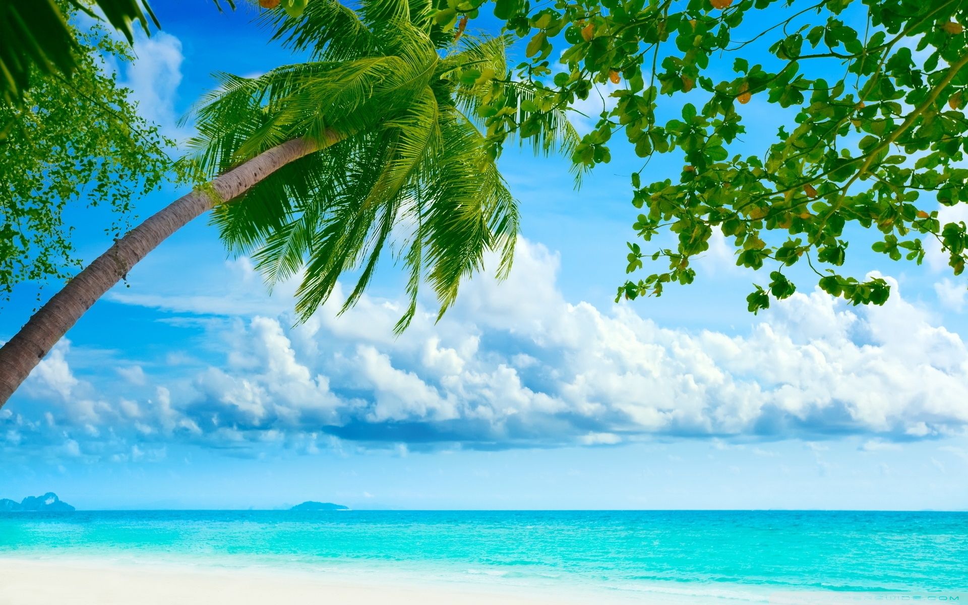 Spiaggia tropicale con palme, 1920x1200 Full HD+ WUXGA, Desktop