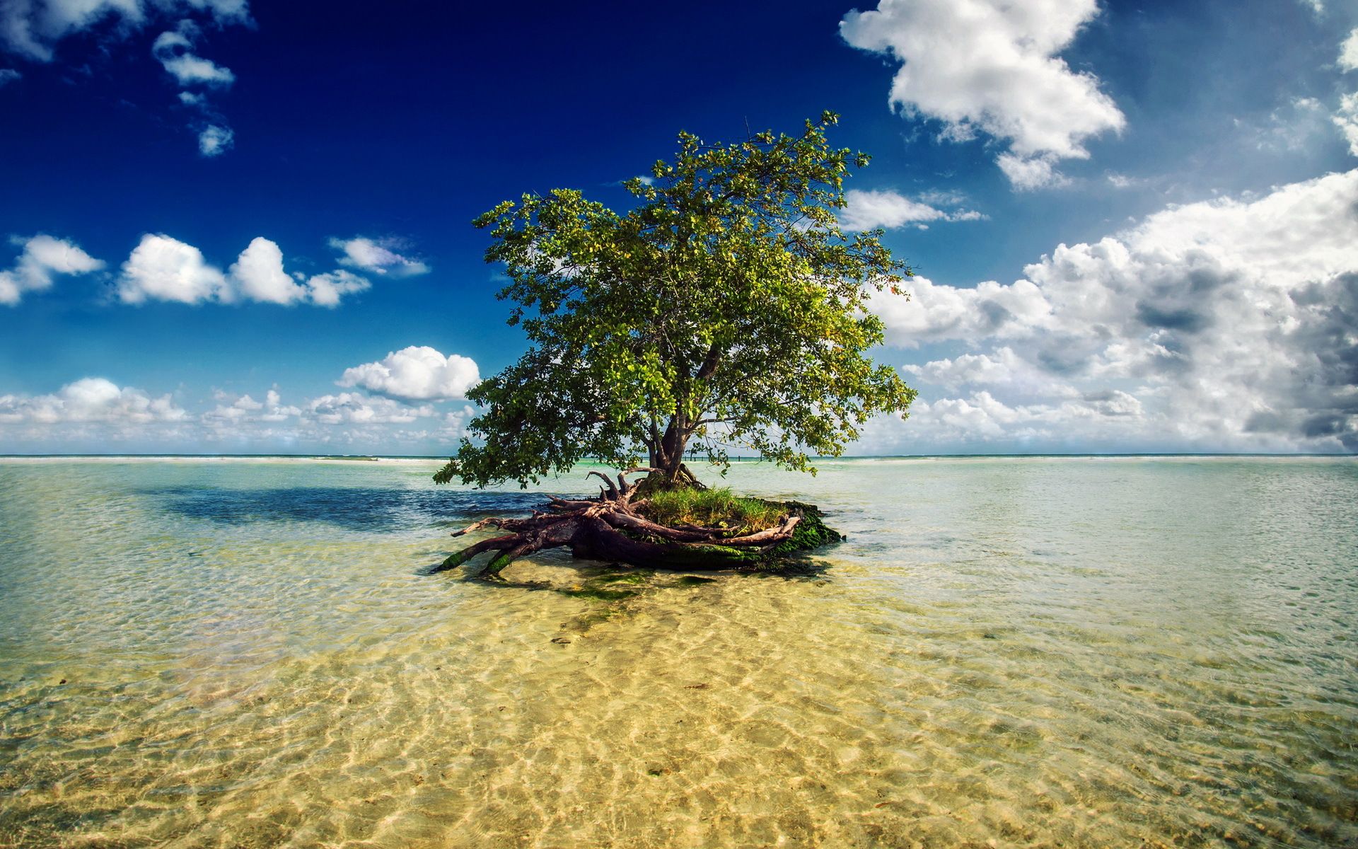 Albero isolato su isolotto marino, 1920x1200 Full HD+ WUXGA, PC Desktop
