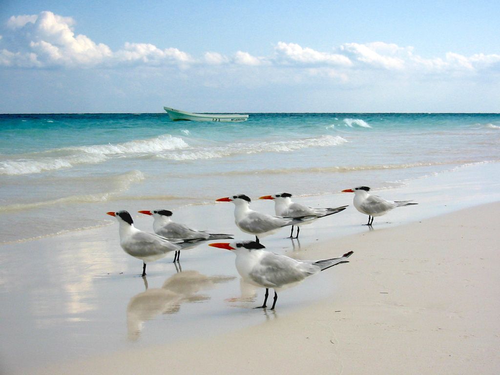 Uccelli sulla spiaggia messicana, 1024x768 HD, Desktop
