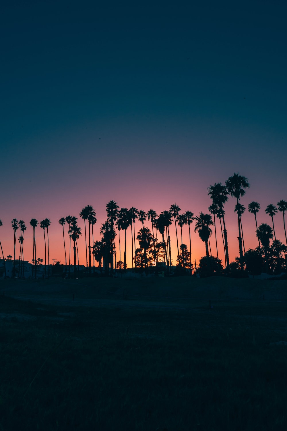 Palme silhouette al tramonto, 1000x1500 Verticale, OnePlus