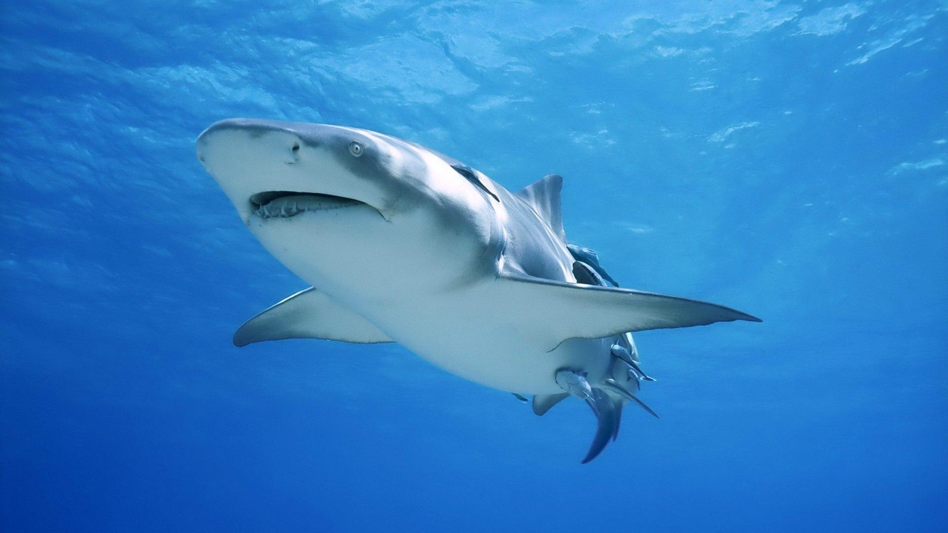 Squalo toro in acqua blu, 1920x1080 Full HD 1080p, Desktop