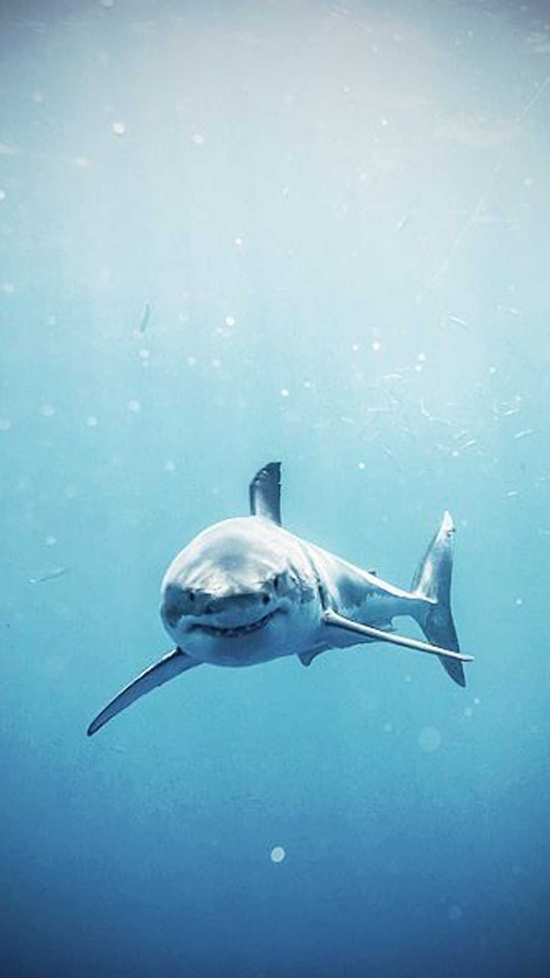 Squalo bianco in mare, 1080x1920 Verticale, Samsung Galaxy