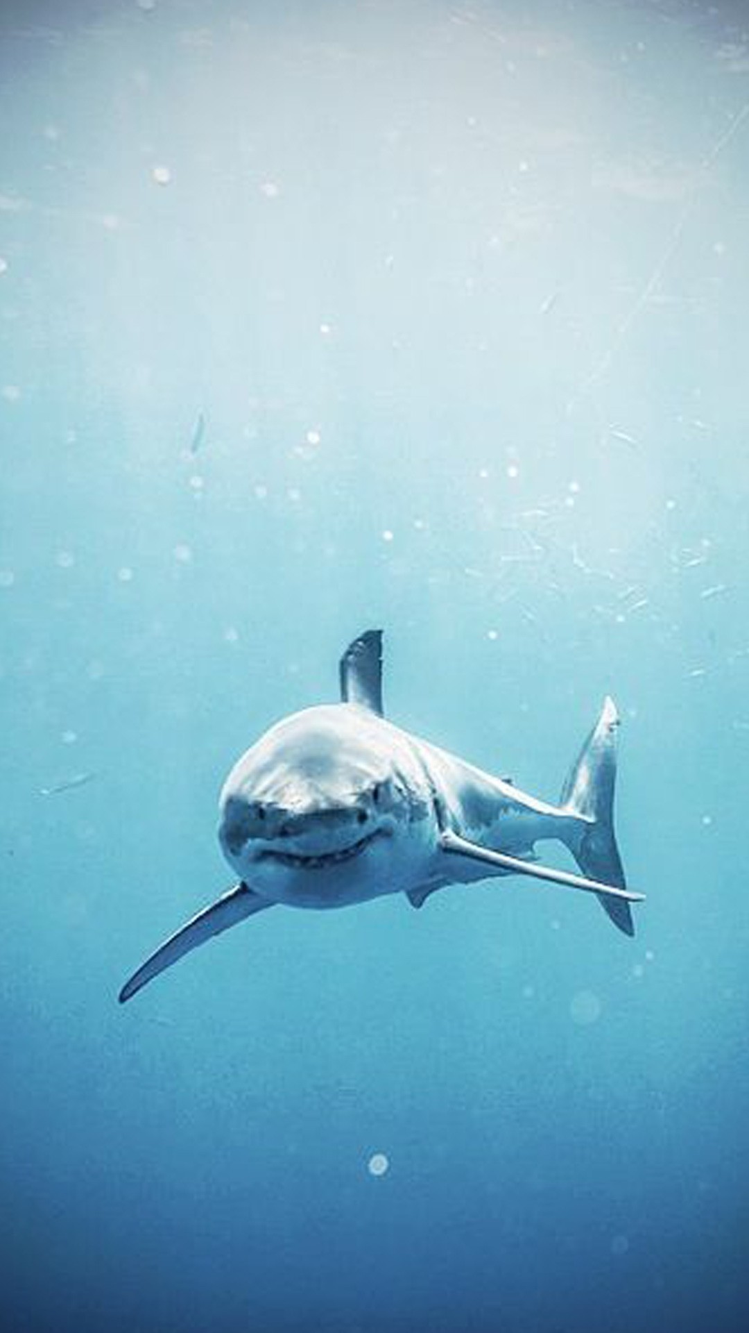 Squalo bianco in mare, 1080x1920 Full HD Verticale, Smartphone