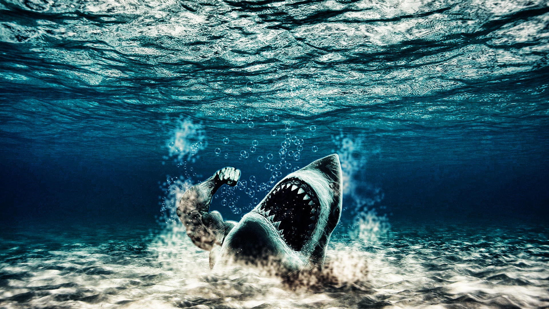 Squalo attacca sott'acqua, 1920x1080 Full HD 1080p, Desktop
