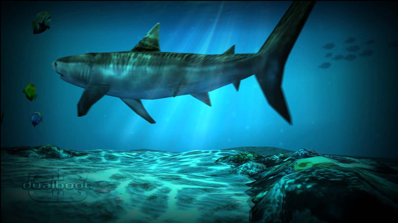 Squalo sott'acqua oceano blu, 1280x720 720p, PC