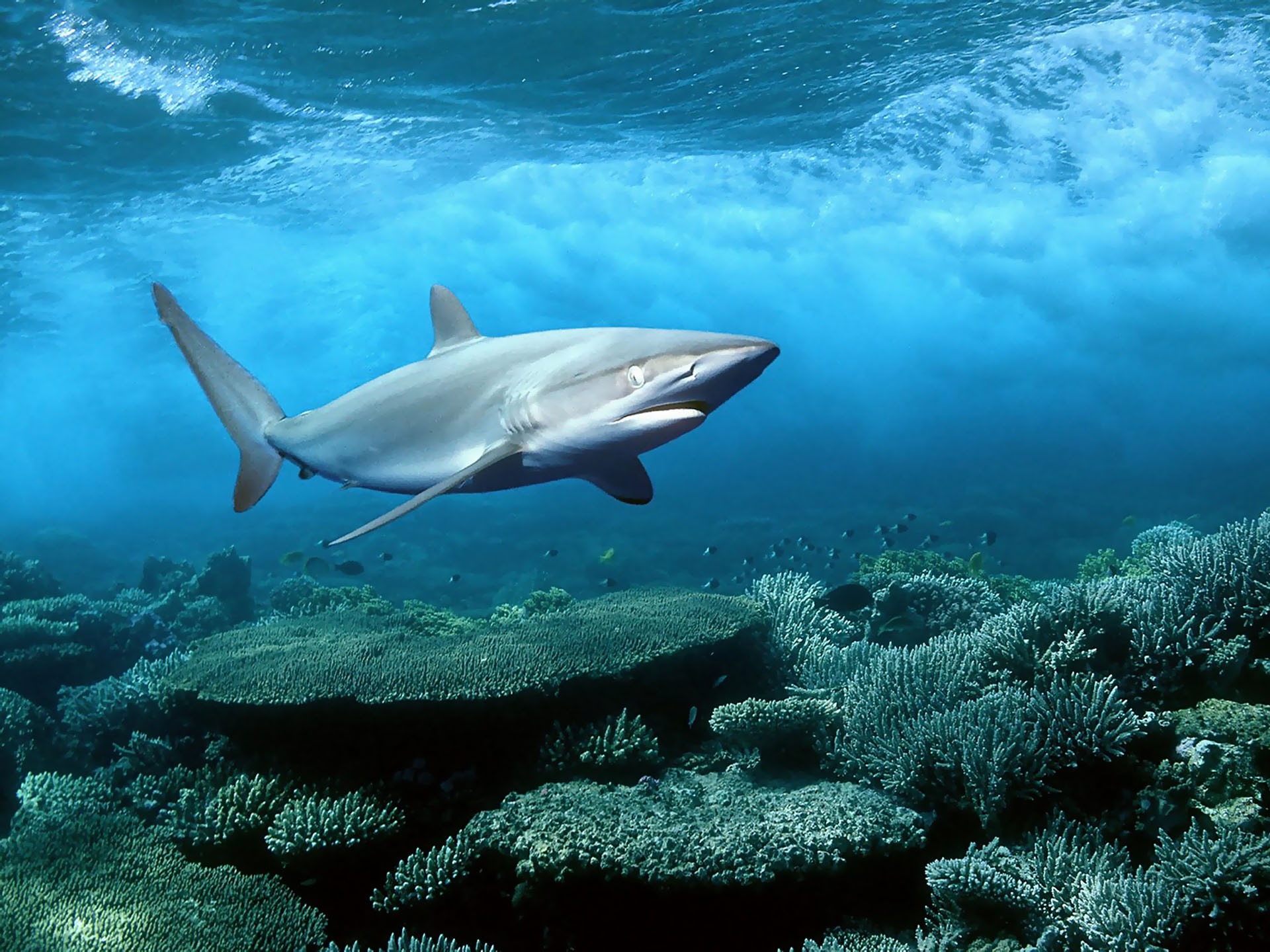 Squalo sopra barriera corallina, 1920x1440 Full HD+ WUXGA, PC