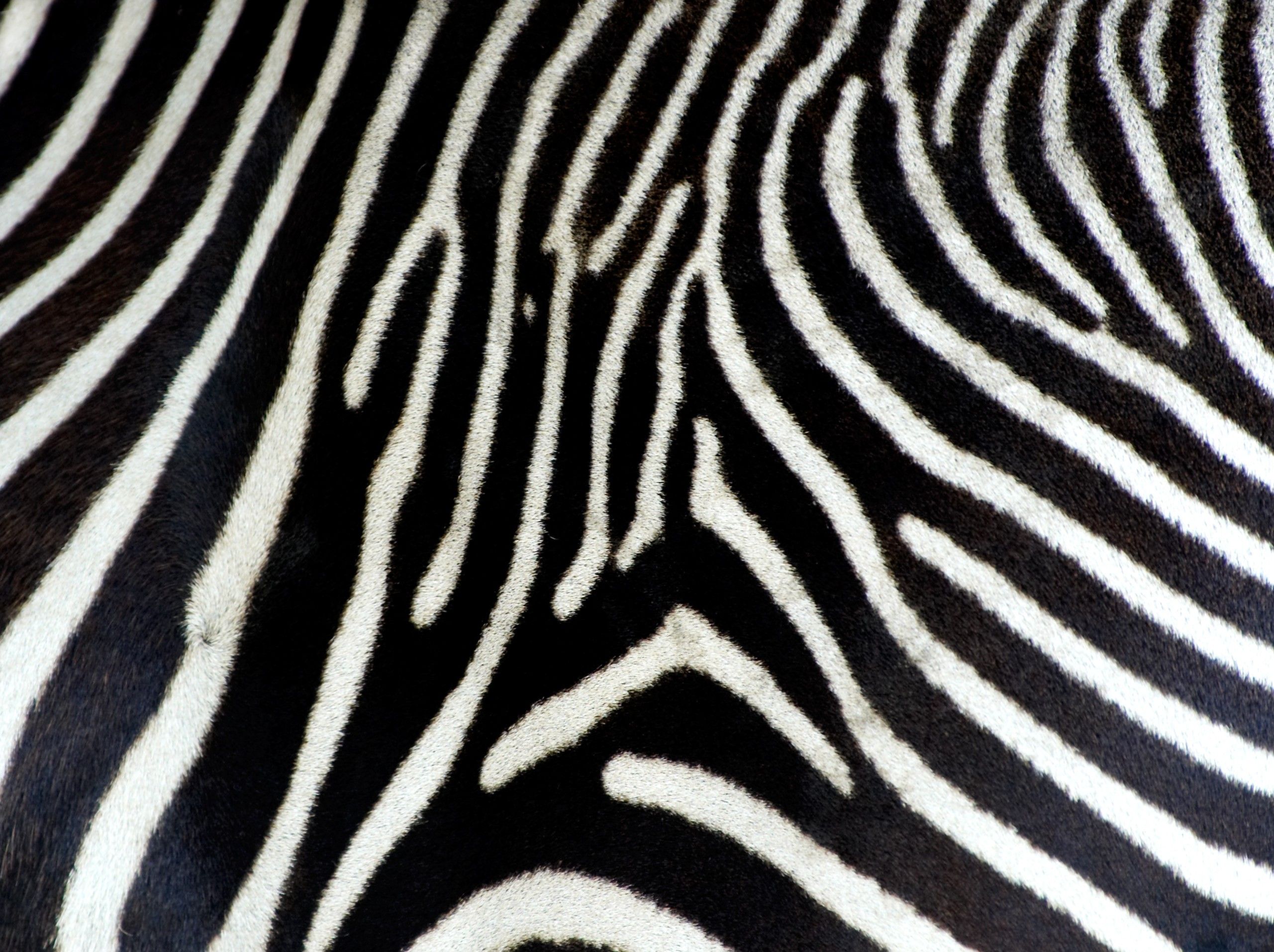 Stampa animalier neon multicolore, 1152x2048 Verticale, Xiaomi