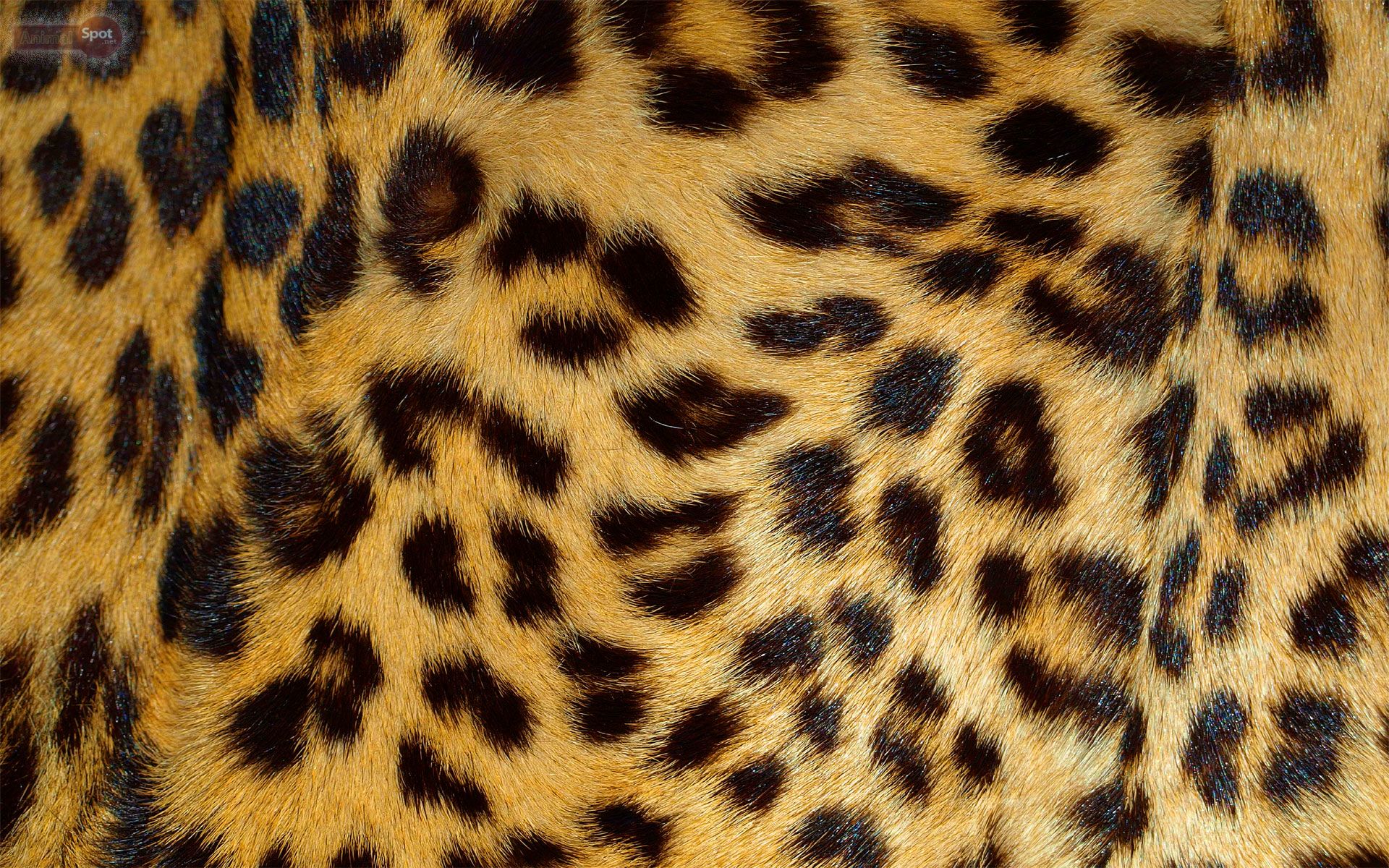 Tessuto stampa leopardata dorata, 1024x768 HD, Desktop