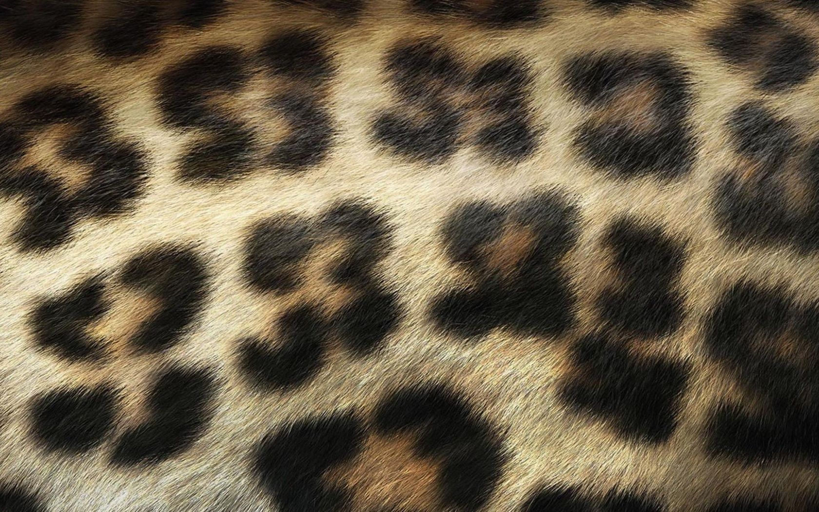 Stampa leopardata rosa, 1920x1200 WUXGA, PC