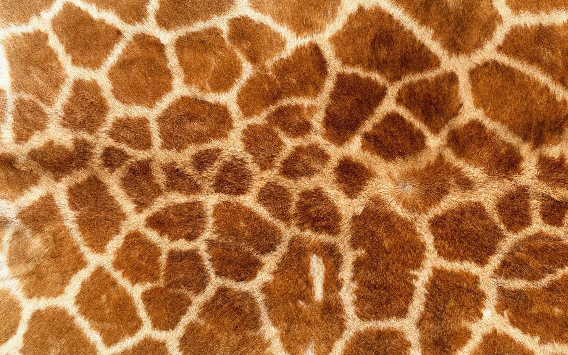 Stampa leopardata verde acqua, 2048x1152 alta risoluzione, PC Desktop
