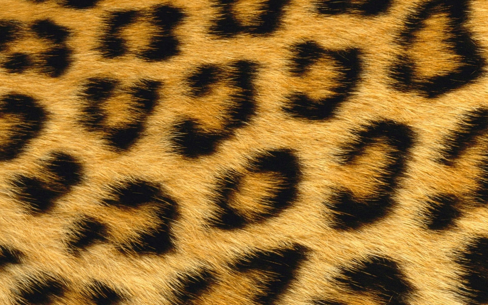 Motivo animalier arancione e nero, 1280x800 HD, PC Desktop