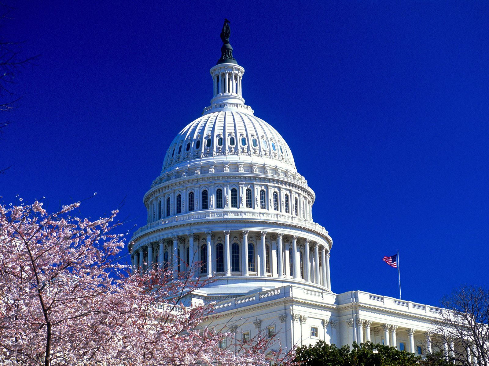 Campidoglio Washington con ciliegi, 1600x1200 HD, Desktop