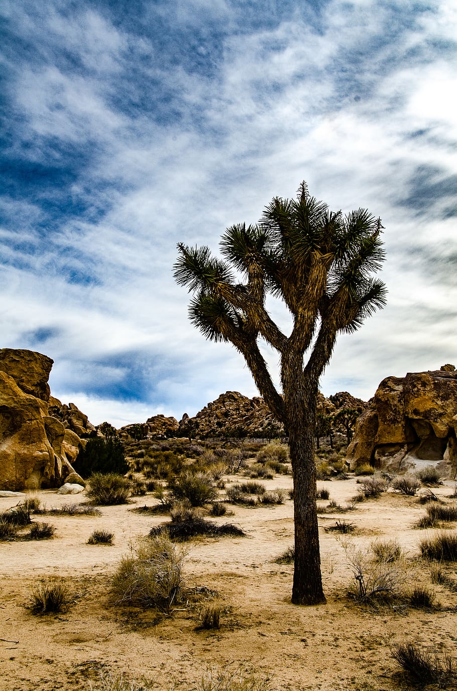 Joshua Tree National Park deserto, 910x1374 Verticale, Mobile