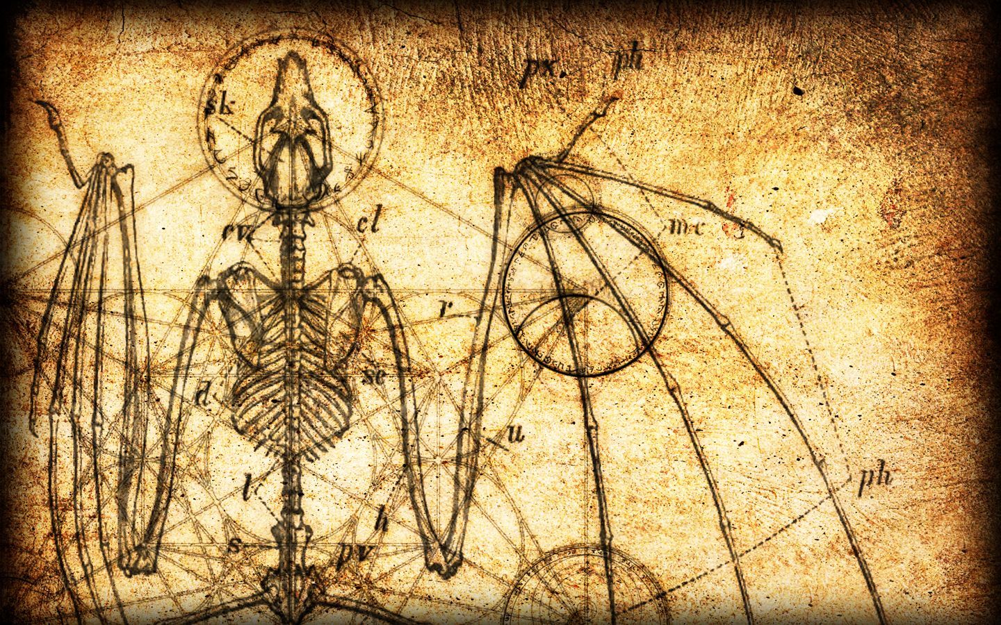 Schizzo anatomico pipistrello vintage, 1440x900 HD, Desktop