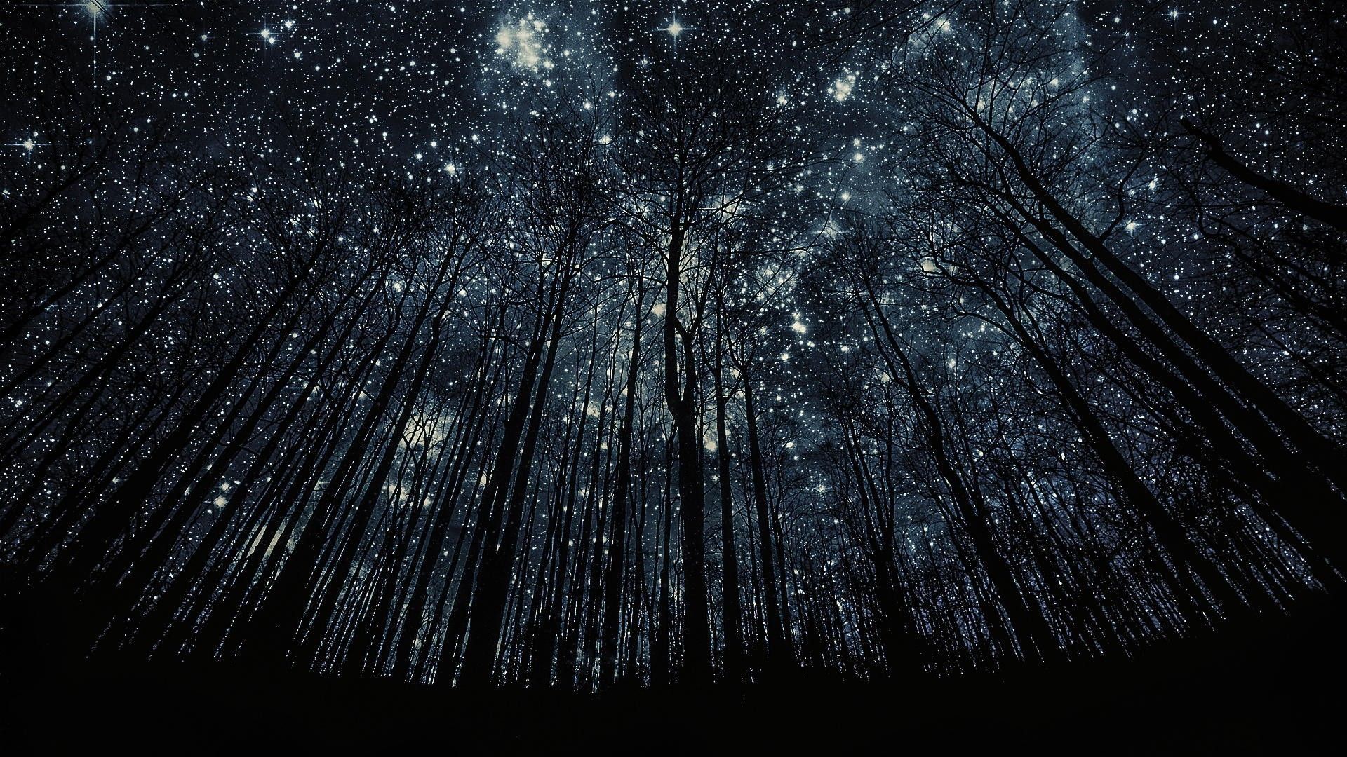 Cielo stellato sopra foresta, 1920x1080 1080p, PC