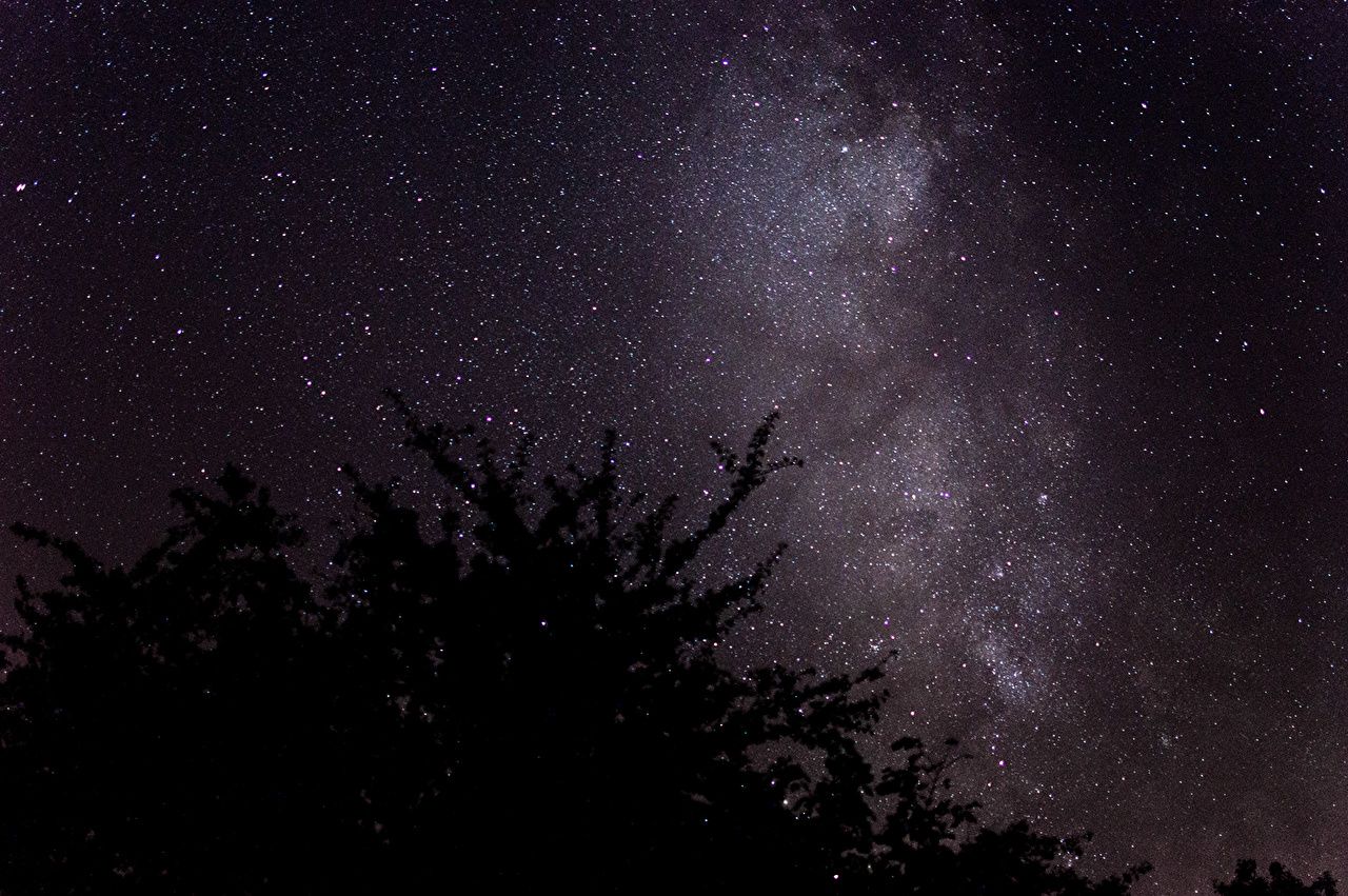 Cielo notturno stellato con alberi, 1280x851 720p, Monitor Gaming