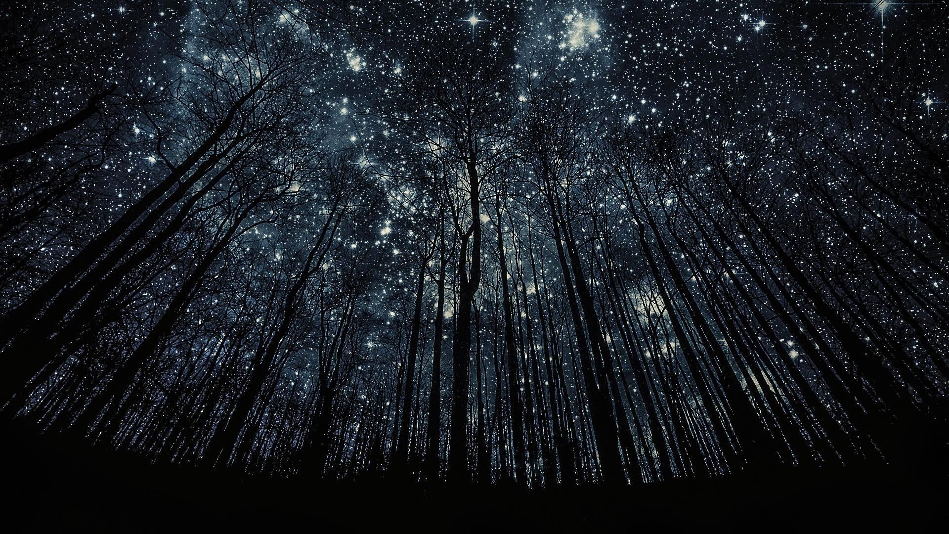 Foresta notturna cielo stellato, 1920x1080 Full HD 1080p, PC Desktop