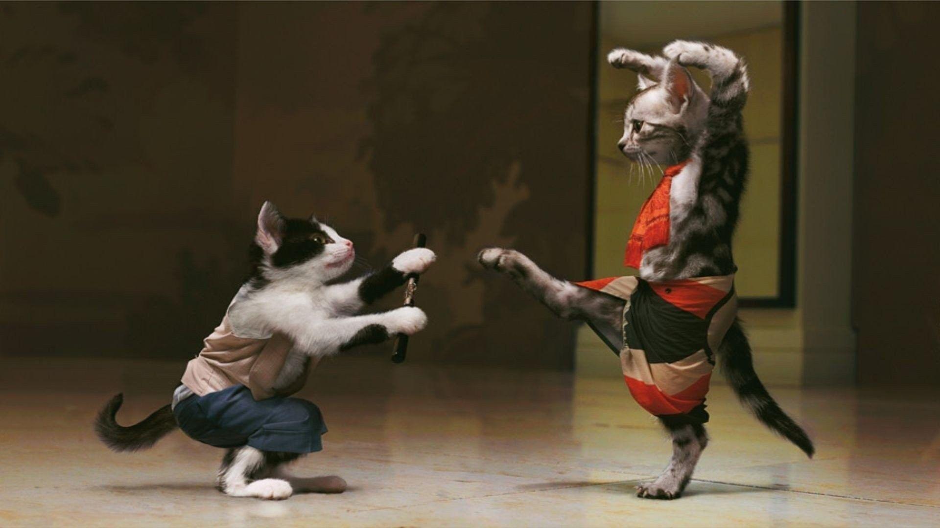 Gatti che combattono kung fu, 1920x1080 1080p, PC