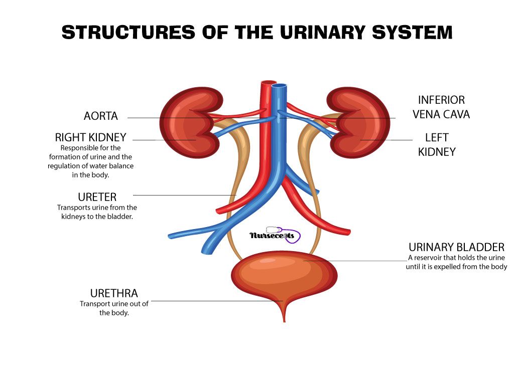 Diagramma sistema urinario umano, 1024x768 HD, Desktop