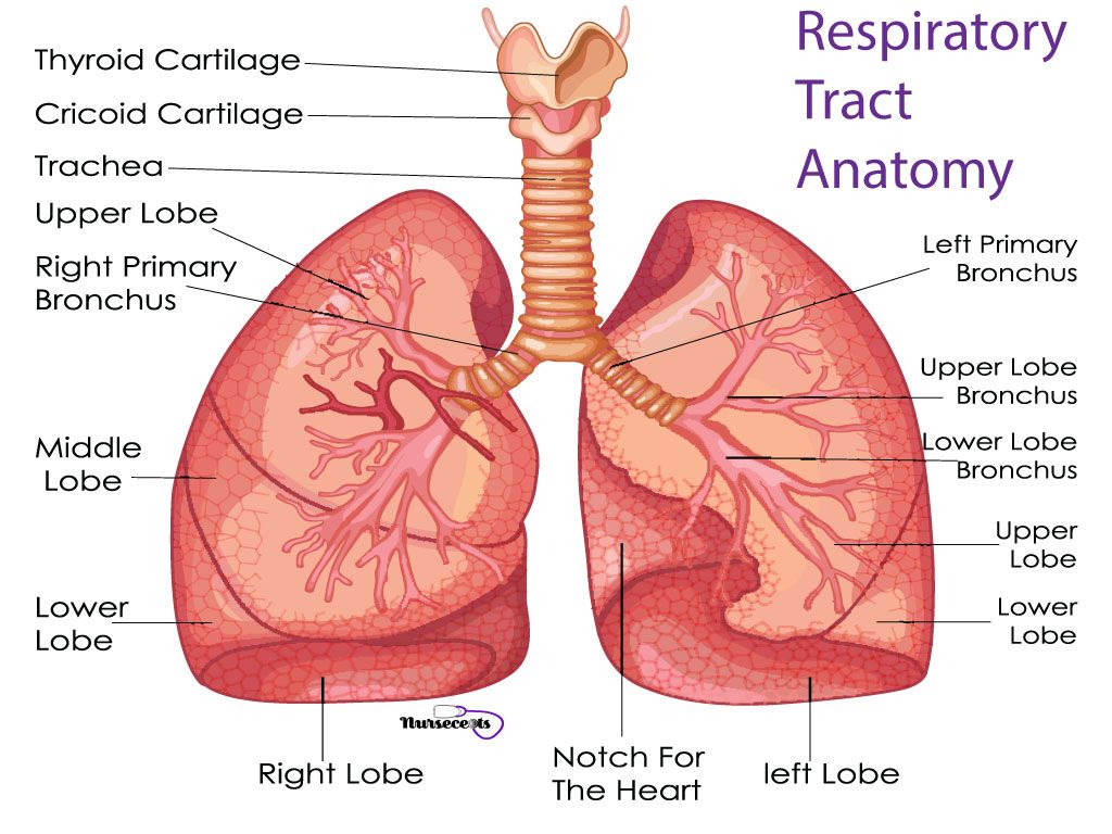 Anatomia apparato respiratorio polmoni, 1024x768 HD, Laptop