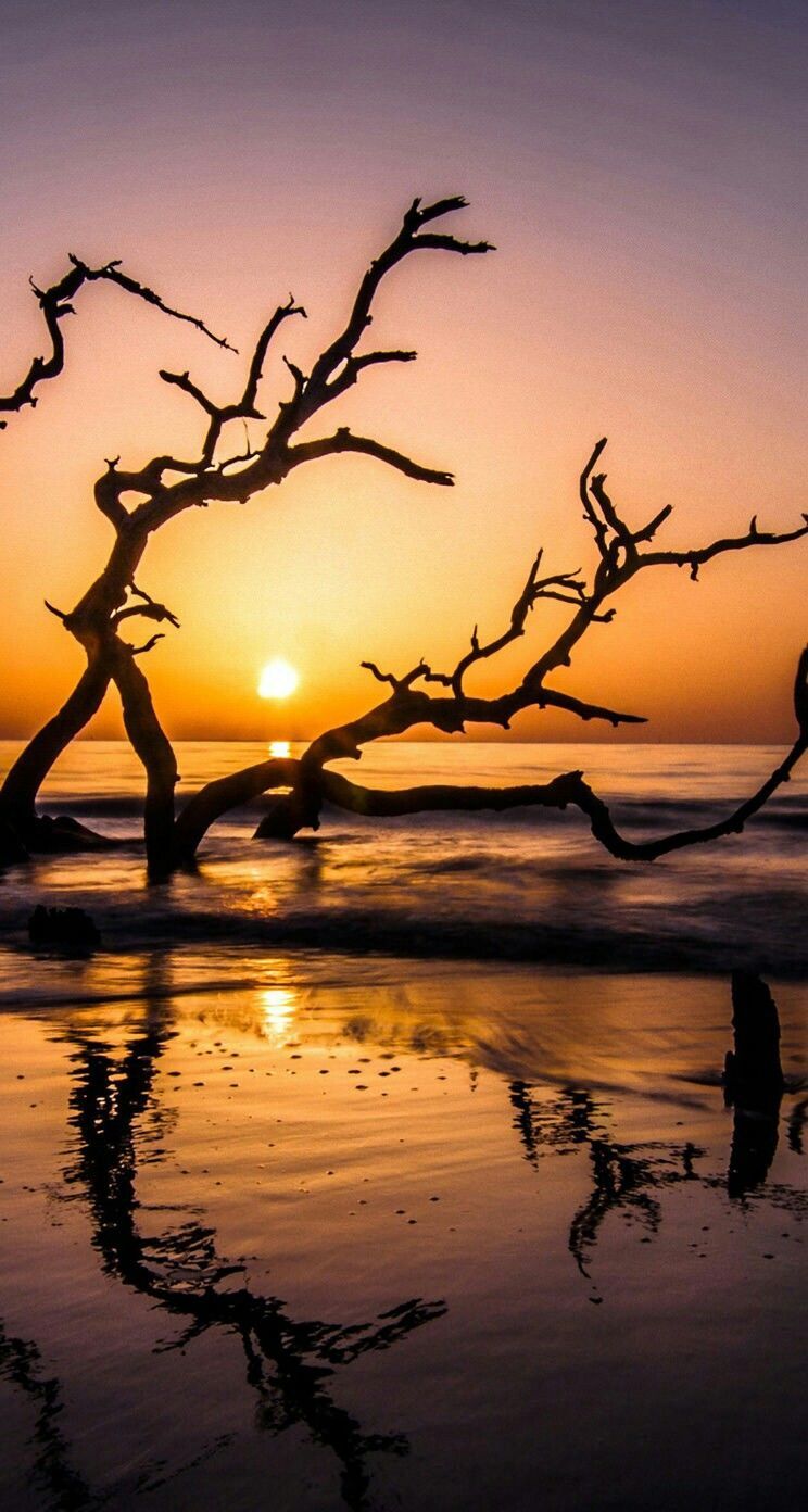 Tramonto spiaggia albero spoglio, 744x1392 Full HD Verticale, iPhone